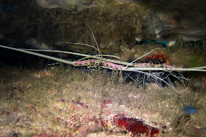 Nampele Reef · ภาพที่ 1