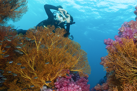 ออกสอบทะเลหลีเป๊ะ ทริป Liveaboard หลักสูตร Open Water ภาพที่ 9