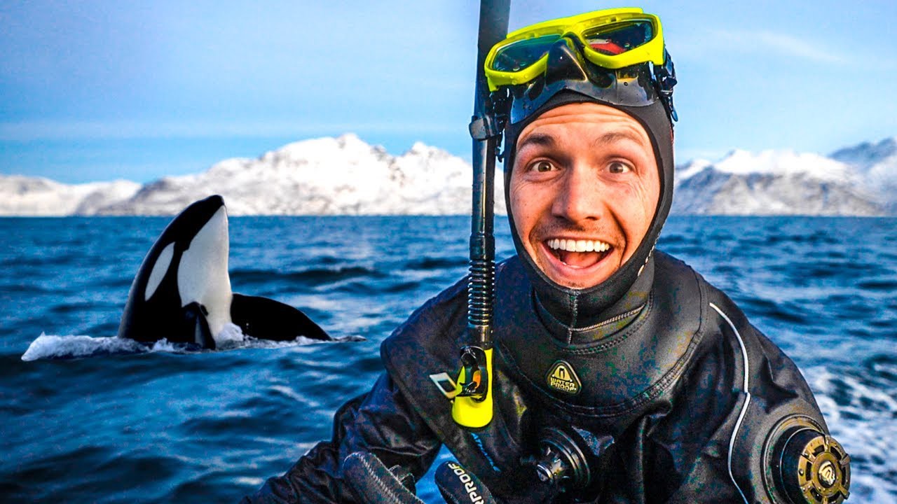 ภาพประกอบ Day 6 Orca expedition ทริป Norway Snorkeling w/ Orca 1