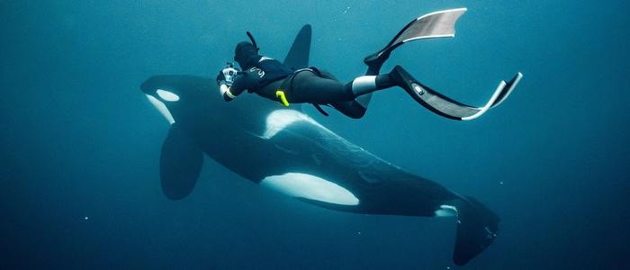 ภาพประกอบ Day 6 Orca expedition ทริป Norway Snorkeling w/ Orca 4