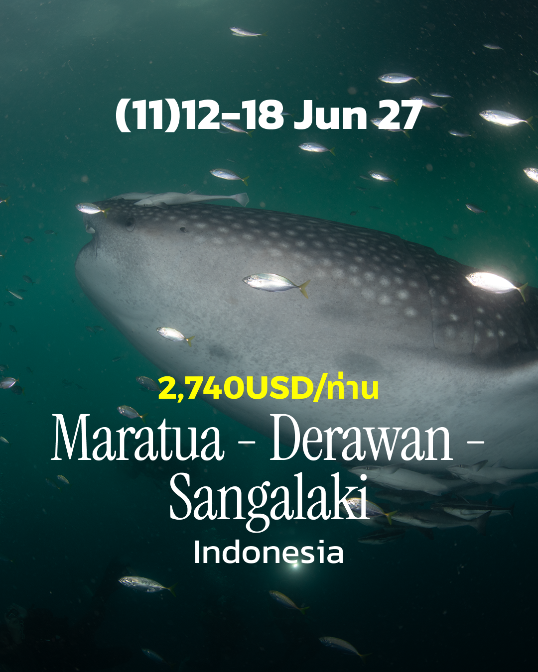 ทริปดำน้ำ Maratua - Derawan - Sangalaki (11) 12 - 18 Jun