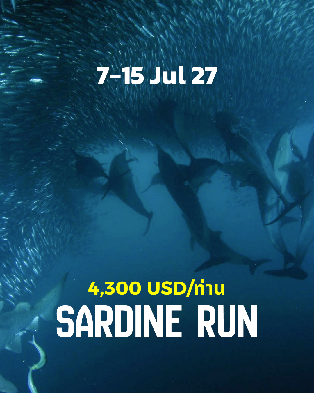 ทริปดำน้ำ Sardine Run, South Africa (5) 7 - 15 Jul