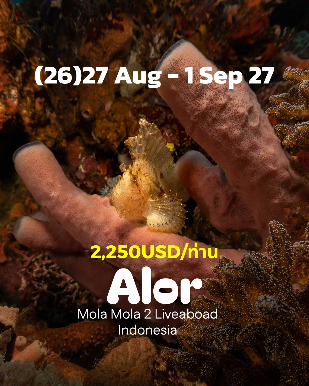 ทริปดำน้ำ Grand Alor (26) 27 Aug - 1 Sep