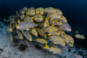 จุดดำน้ำ Cape Kri Raja Ampat ภาพที่ 2