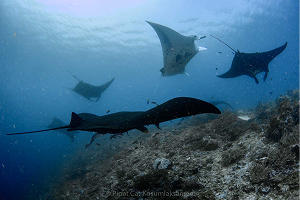 จุดดำน้ำ Manta Ridge ราชาอัมพัต