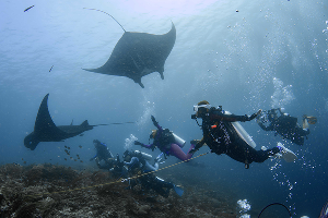 จุดดำน้ำ Manta Ridge Raja Ampat ภาพที่ 3