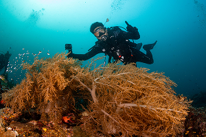 จุดดำน้ำ My Reef Raja Ampat ภาพที่ 1