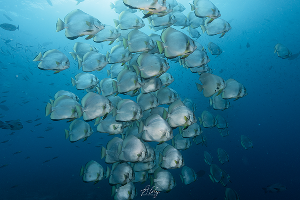 จุดดำน้ำ My Reef Raja Ampat ภาพที่ 2