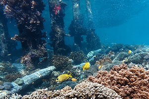 จุดดำน้ำ Sawandarek Raja Ampat ภาพที่ 2