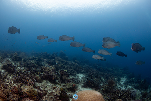 จุดดำน้ำ Wayag Raja Ampat ภาพที่ 2