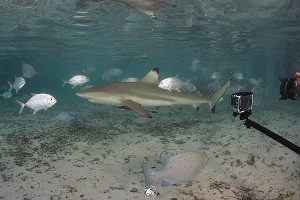 Trekking at Wayag และ snorkel with the sharks ภาพที่ 2