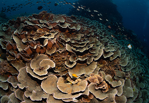 จุดดำน้ำ SD Point เกาะนูซา เลมบองัน ภาพที่ 1