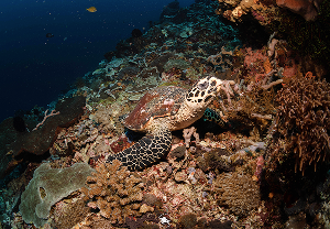 จุดดำน้ำ SD Point เกาะนูซา เลมบองัน ภาพที่ 2