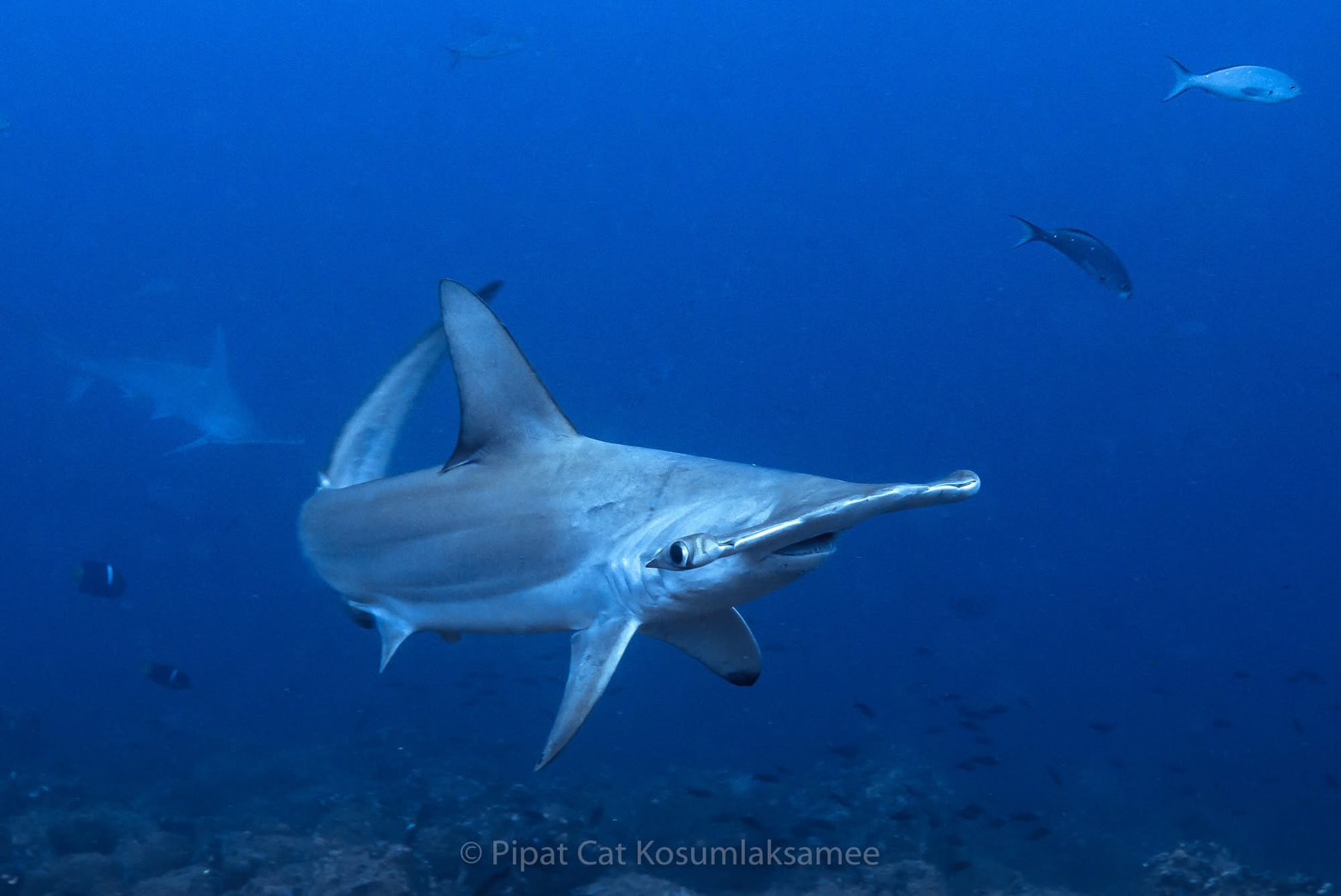 [ภาพตัวอย่าง] กระเบนราหู Manta Ray ที่ Wolf Island