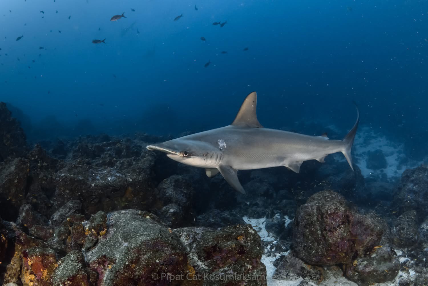 [ภาพตัวอย่าง] ฝูงฉลามหัวค้อนที่ Darwin Island