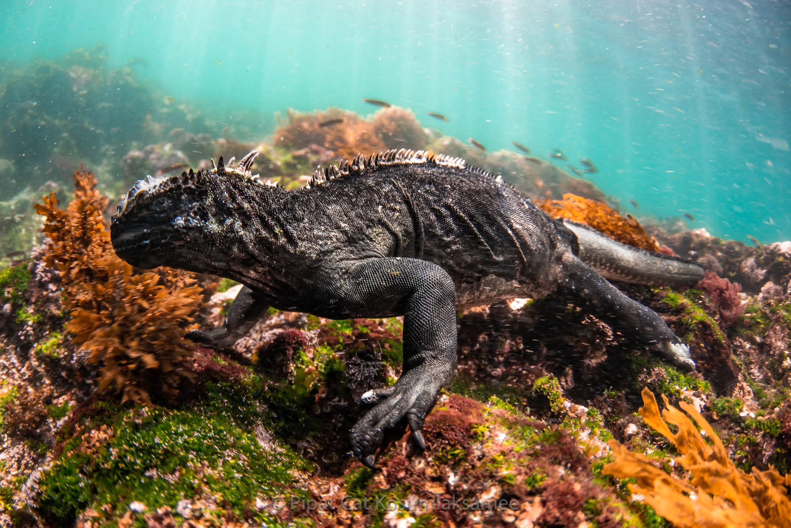 [ภาพตัวอย่าง] เพนกวิน Galapagos ที่ Fernandina
