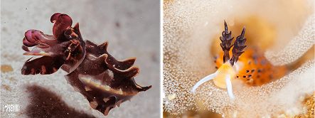 ปลาหมึกกล้วยไม้ Flamboyant Cuttlefish ที่ The Buwan Reef ไนท์ไดฟ์