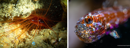 นูดิแบรนช์และสัตว์ทะเลหายากที่ The Buwan Reef