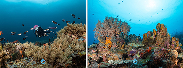 แนวปะการังที่ไดฟ์ไซต์ Mataking Island