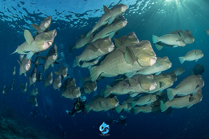 Sipadan Divesite ใกล้ The Buwan Dive Resort 1