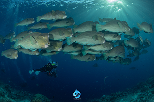 Sipadan Divesite ใกล้ The Buwan Dive Resort 2