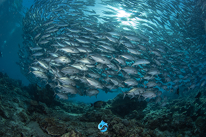Sipadan Divesite ใกล้ The Buwan Dive Resort 3