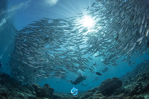 Sipadan Divesite ใกล้ The Buwan Dive Resort 4