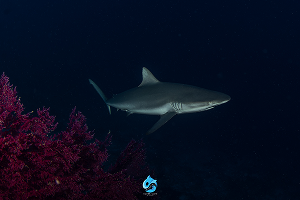 Sipadan Divesite ใกล้ The Buwan Dive Resort 5