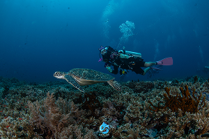 Sipadan Divesite ใกล้ The Buwan Dive Resort 6