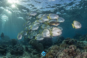 Sipadan Divesite ใกล้ The Buwan Dive Resort 7