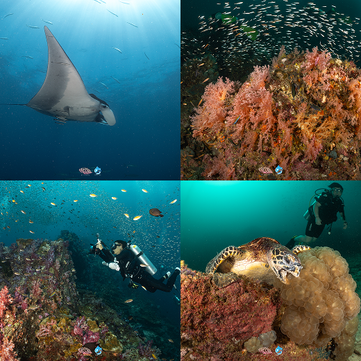 Koh Tachai dive site, North Andaman