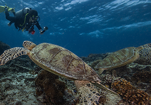 เต่าทะเลพักผ่อนใต้ปะการังโต๊ะที่ไดฟ์ไซต์ Turtle Traffic