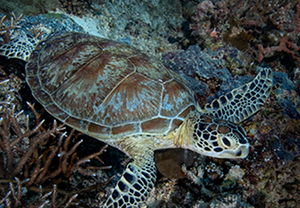 เต่าทะเลว่ายรอบตัวนักดำน้ำที่ไดฟ์ไซต์ Turtle Traffic