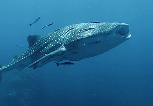 ฉลามวาฬว่ายท่ามกลางฝูงปลาที่ Whaleshark Point