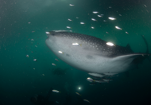 ฉลามวาฬที่ไดฟ์ไซต์ Whaleshark Point เกาะ Talisayan