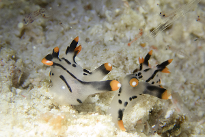 Warakaraket Area · Nudi Rock · ภาพที่ 2