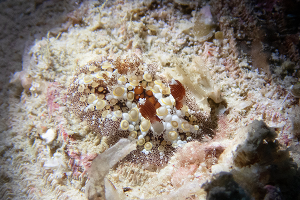 Warakaraket Area · Nudi Rock · ภาพที่ 1