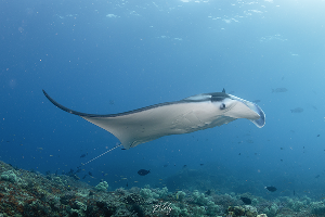 Warakaraket Blue Water · ภาพที่ 2