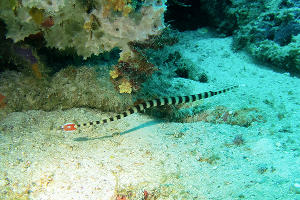 Wayil Reef · ภาพที่ 1