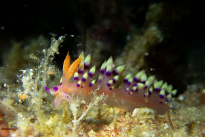 Wayil Reef · ภาพที่ 2