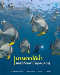 นักดำน้ำว่ายผ่านฝูงปลาค้างคาว (Batfish) อย่างสงบนิ่งไม่รบกวนสัตว์ทะเล สื่อถึงมารยาทใต้น้ำที่นักดำน้ำทุกคนควรรู้ - Divemate Scuba Club