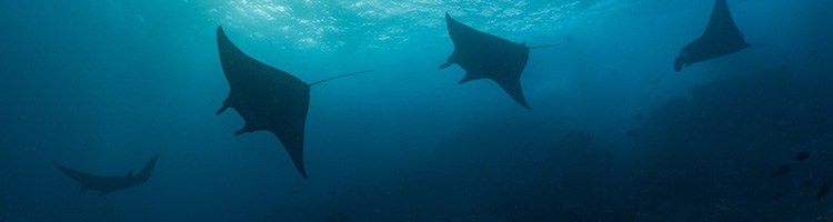 In-Content Image - Photorealistic premium travel-ad style photo of a manta ray gliding above a cora