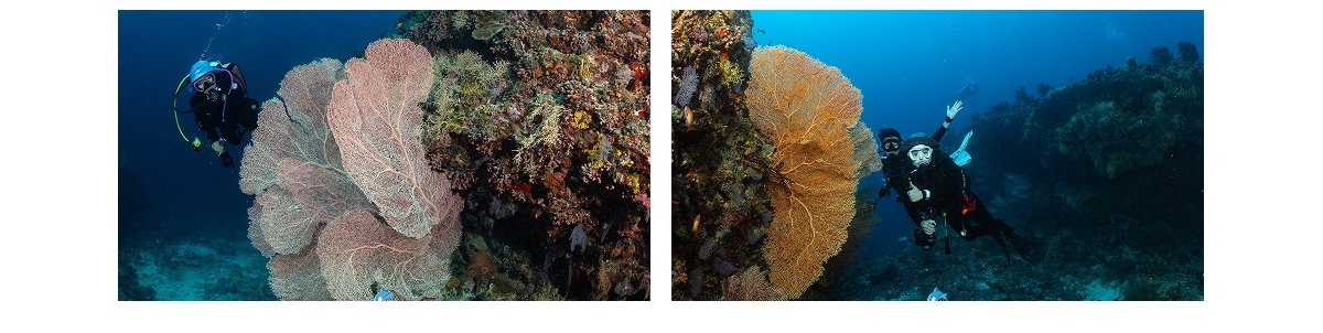 Dive 6 at Dhangethi, South Ari Atoll, Maldives