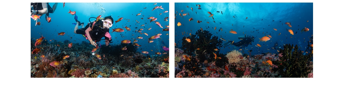 Reef fish at Dhangethi dive site, South Ari Atoll, Maldives