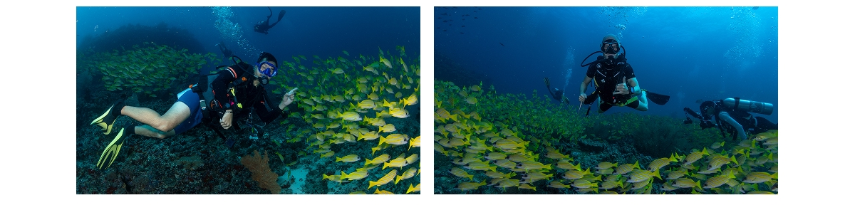 Kuda Rah Thila dive site, South Ari Atoll, Maldives