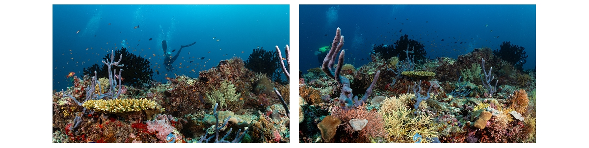 7 Heavens dive site, South Ari Atoll, Maldives