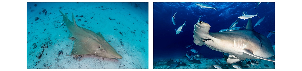 Divers at Shark Tank dive site, Hulhumalé, Maldives, dive 2