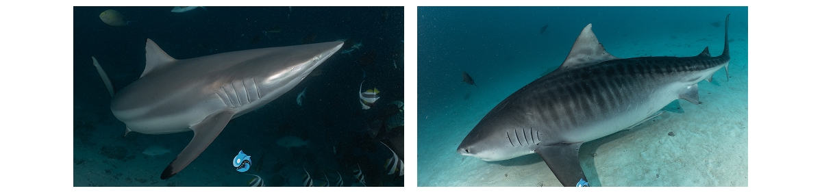 Divers at Shark Tank dive site, Hulhumalé, Maldives, dive 3