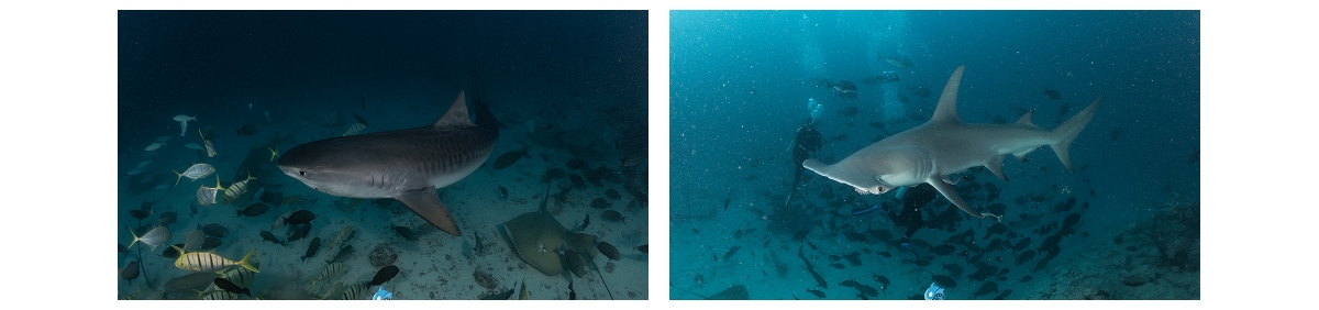 Divers at Shark Tank dive site, Hulhumalé, Maldives, dive 4