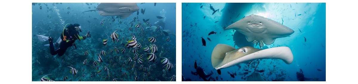 Divers at Shark Tank dive site, Hulhumalé, Maldives